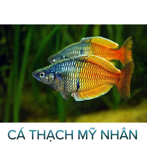 Cá Thạch Mỹ Nhân- Cá Thủy Sinh- Cá Cảnh Thiên Phước