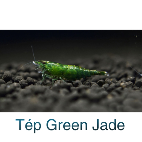 Tép Green Jade- Tép Thuỷ Sinh- Cá Cảnh Thiên Phước