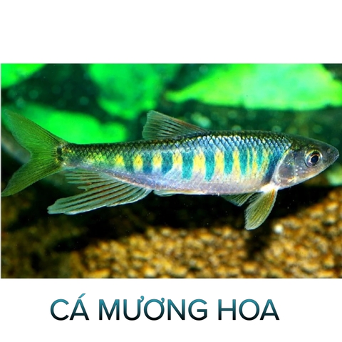 Cá Mương Hoa- Cá Mèo Miệng Dài- Cá Suối- Cá Cảnh Thiên Phước