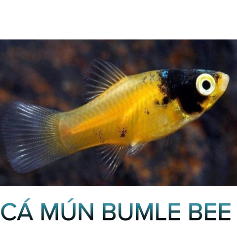 Cá Mún Bumble Bee- Cá Thuỷ Sinh- Cá Cảnh Thiên Phước