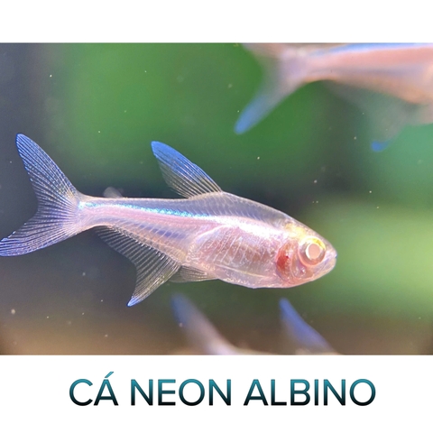 Cá Neon Vua Albino- Cá Thuỷ Sinh- Cá Cảnh Thiên Phước
