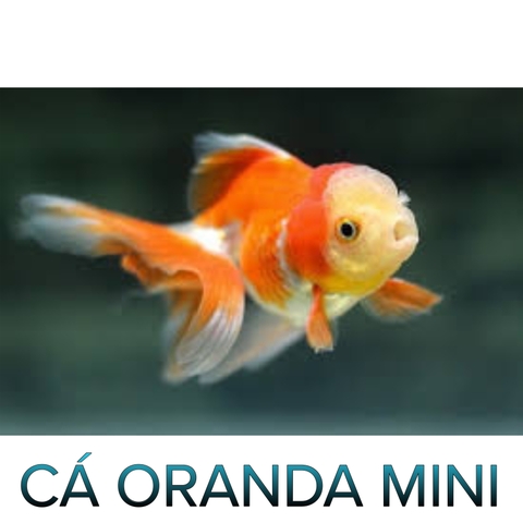 Cá Oranda Mini- Cá Thuỷ Sinh- Cá Cảnh Thiên Phước
