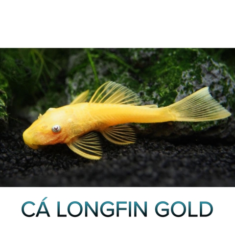 Cá Longfin Gold- Cá Longfin Vàng- Cá Tầng Đáy- Cá Cảnh Thiên Phước