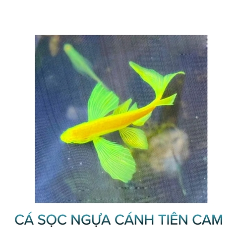 Cá Sọc Ngựa Cánh Tiên Cam- Cá Thủy Sinh- Cá Cảnh Thiên Phước