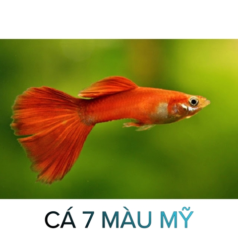 Cá 7 Màu Mỹ- Cá Thủy Sinh- Cá Cảnh Thiên Phước
