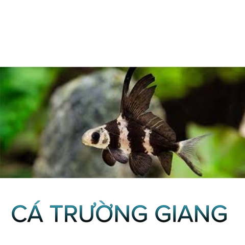 Cá Trường Giang- Cá Thủy Sinh - Cá Cảnh Thiên Phước