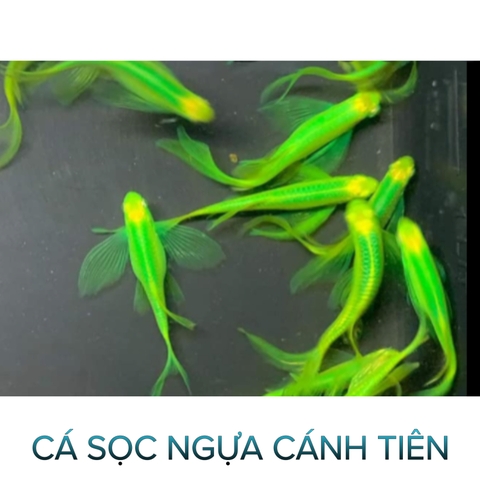 Cá Sọc Ngựa Cánh Tiên Dạ Quang- Cá Thủy Sinh- Cá Cảnh Thiên Phước