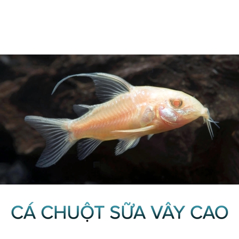 Cá Chuột Sữa Vây Cao- Cá Tầng Đáy- Cá Cảnh Thiên Phước
