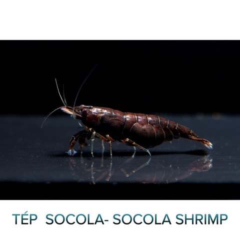Tép Socola-Socola Shrimp- Tép Thủy Sinh- Cá Cảnh Thiên Phước