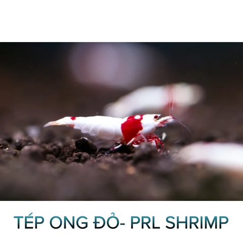 Tép Pure Red Line-Prl- Tép Thủy Sinh- Cá Cảnh Thiên Phước