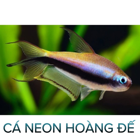 Cá Neon Hoàng Đế - Cá Thuỷ Sinh- Cá Cảnh Thiên Phước