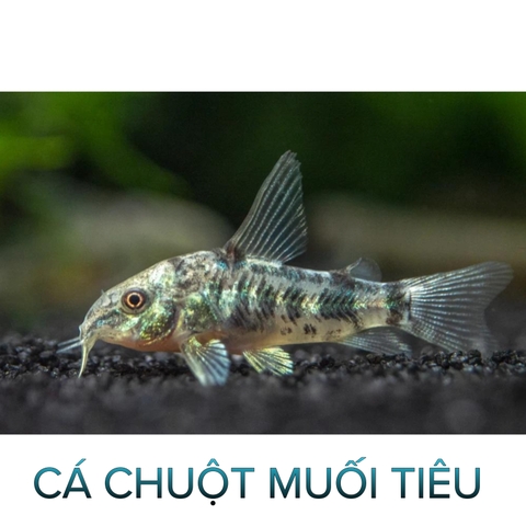 Cá Chuột Muối Tiêu- Cá Dọn Bể- Cá Thuỷ Sinh- Cá Cảnh Thiên Phước