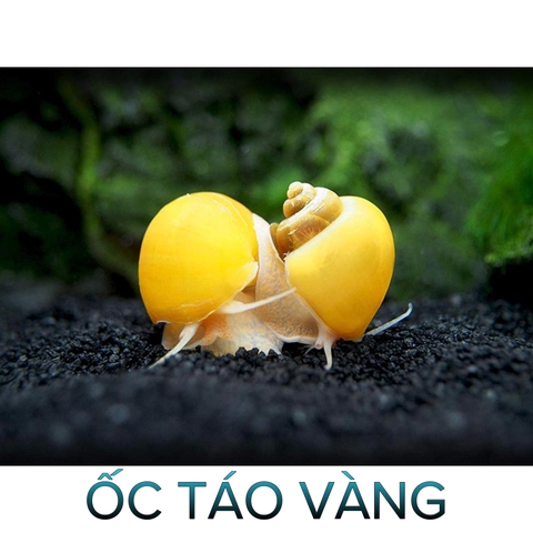 Ốc Táo Vàng- Ốc Dọn Bể- Cá Cảnh Thiên Phước