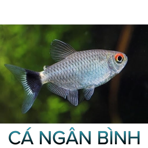 Cá Ngân Bình - Cá Thủy Sinh- Cá Cảnh Thiên Phước
