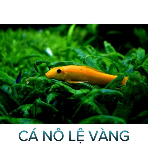 Cá Nô Lệ Vàng- Cá Thủy Sinh- Cá Cảnh Thiên Phước