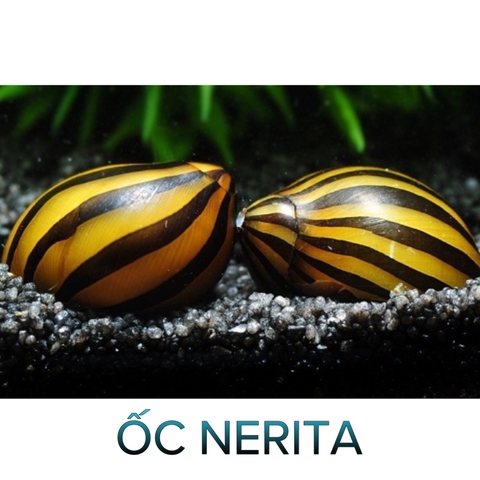 Ốc Nerita- Ốc Dọn Bể-Cá Cảnh Thiên Phước
