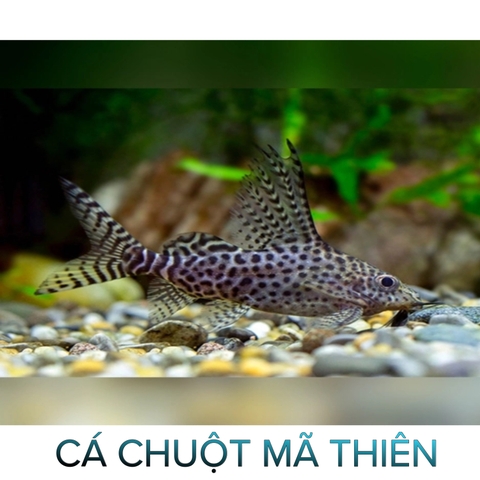 Cá Chuột Mã Thiên- Cá Dọn Bể- Cá Cảnh Thiên Phước