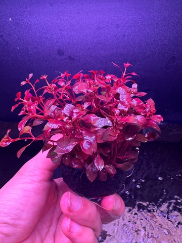 Cây Tân Đế- Cây Cắt Cắm- Cây Thủy Sinh- Cá Cảnh Thiên Phước