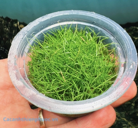 Cỏ Ngưu Mao Chiên Lùn Xòe Cấy Mô Thủy Sinh- Cây Thủy Sinh- Cá Cảnh Thiên Phước