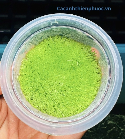 Cây Cỏ Giấy Cấy Mô Thủy Sinh- Cây Thủy Sinh- Cá Cảnh Thiên Phước