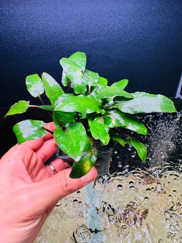 Cây Tiêu Thảo Beckettii- Cây Thủy Sinh- Cá Cảnh Thiên Phước