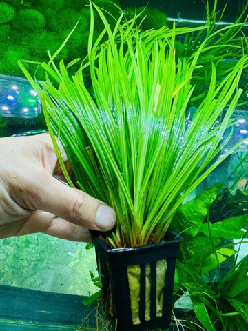 Cây Cỏ Ranong- Cây Thủy Sinh- Cá Cảnh Thiên Phước