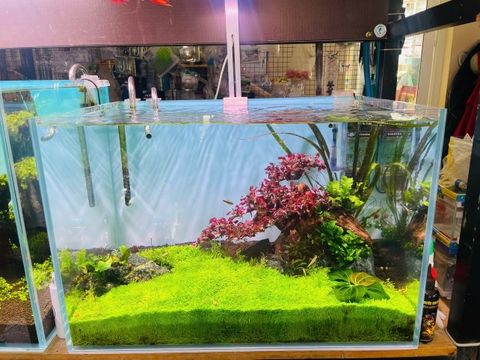 Hồ Thủy Sinh Setup Sẵn- Cá Cảnh Thiên Phước