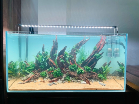 Hồ Thủy Sinh Setup Sẵn- Cá Cảnh Thiên Phước