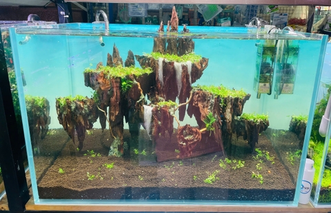 Hồ Thủy Sinh Setup Sẵn- Cá Cảnh Thiên Phước