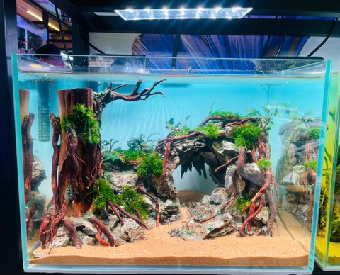 Hồ Thủy Sinh Setup Sẵn- Cá Cảnh Thiên Phước