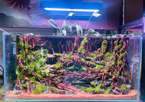 Hồ Thủy Sinh Setup Sẵn- Cá Cảnh Thiên Phước