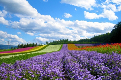 Vẻ đẹp quyến rũ của thành phố Đà Lạt