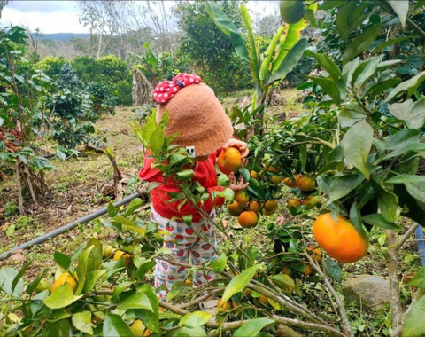 Bán Đất Nông Nghiệp Cây Ăn Trái Trạm Hạnh, Cầu Đất, Đà Lạt