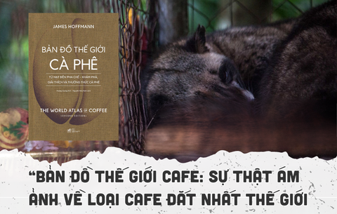 Sự thật ám ảnh về loại cafe đắt nhất thế giới