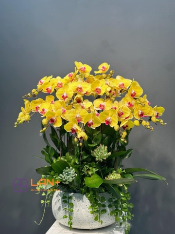 CHẬU LAN TIỂU CẢNH 17
