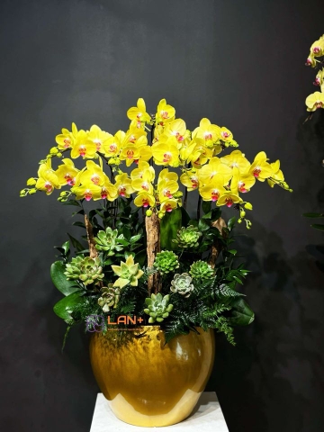CHẬU LAN ĐẠI 18