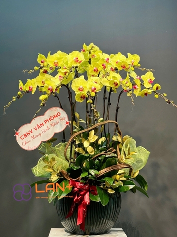 CHẬU LAN ĐẠI 15