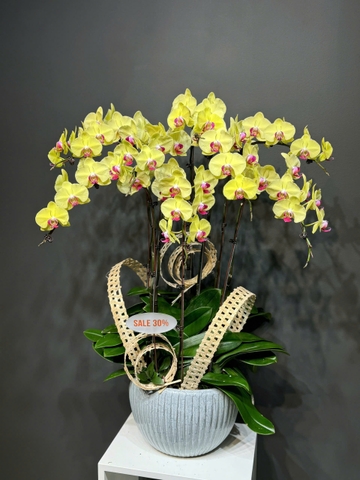 CHẬU LAN ĐẠI 03