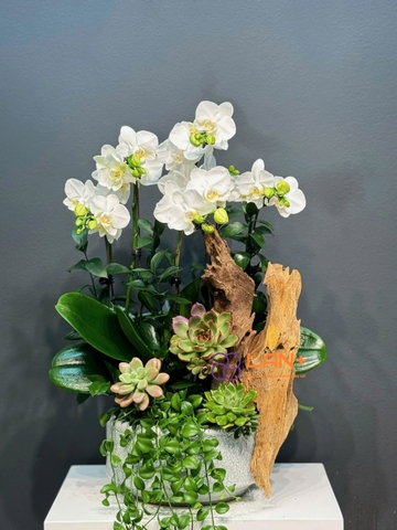 CHẬU TIỂU CẢNH 11