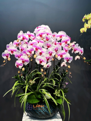 CHẬU LAN ĐẠI 19