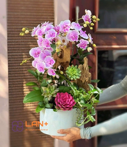CHẬU TIỂU CẢNH 12