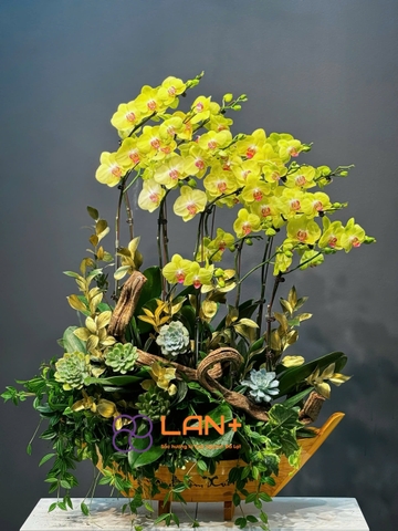 CHẬU LAN ĐẠI 16