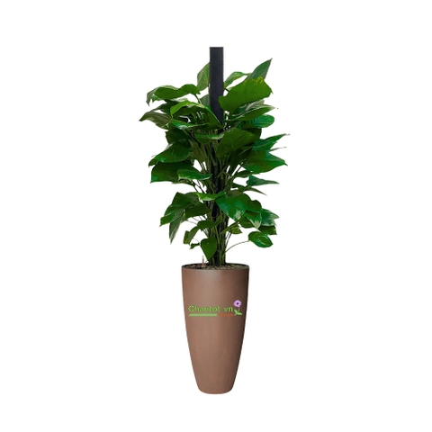 Chậu cây Composite BAOBINH tự tưới cao cấp – CT2019