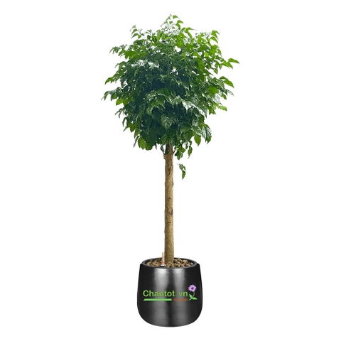 Chậu cây Composite BAOBINH tự tưới cao cấp – CT2017