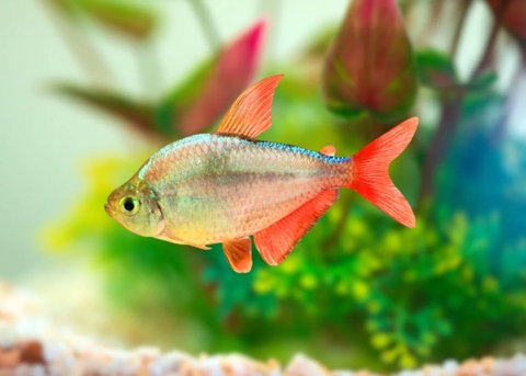 Cá Colombia Tetra