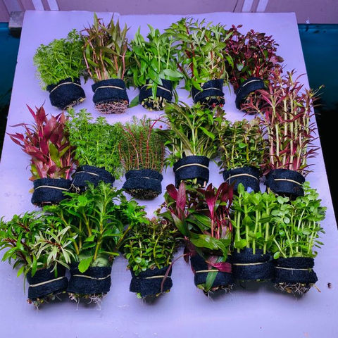 Cây cắt cắm