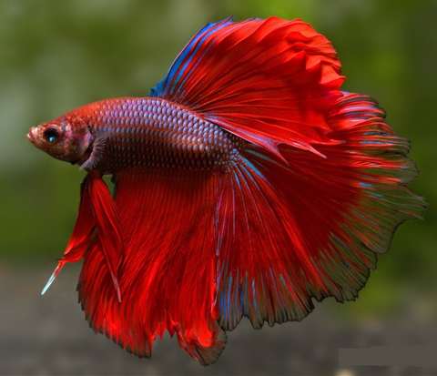 Cá Betta (cá chọi)