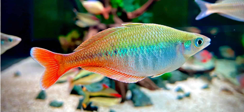 cầu vồng bleheri