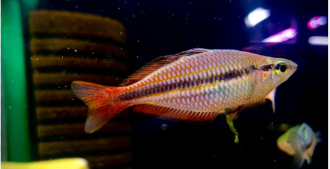 Cá Cầu Vồng Goyder size 10