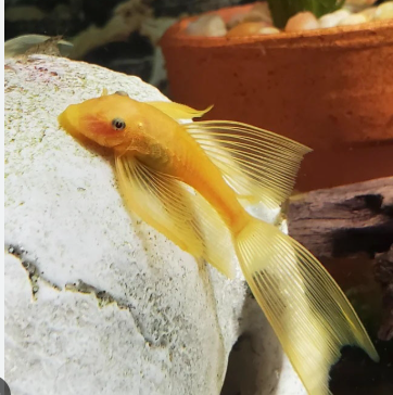 Cá Longfin Beo size 4-5